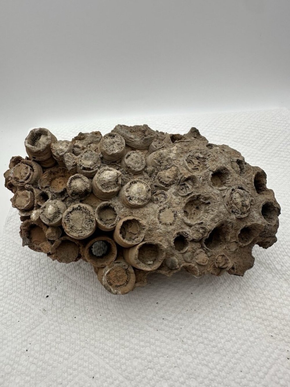 LRG Fossilized Colonial Rugose Coral Lithostrotion Horn Coral 8” X 6” ESTATE